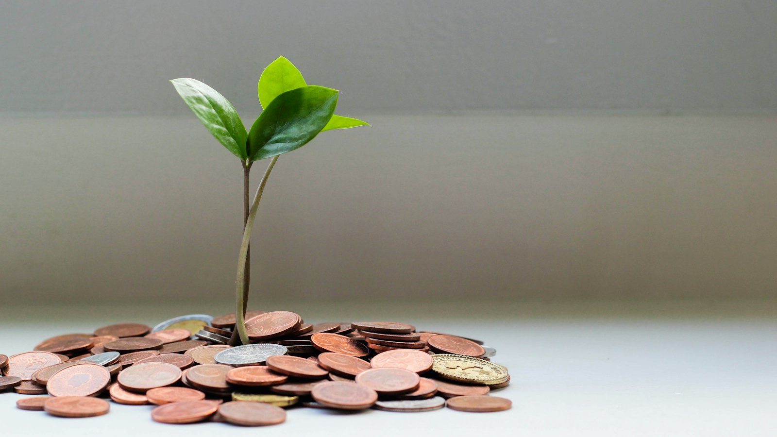A green seedling growing from a pile of coins